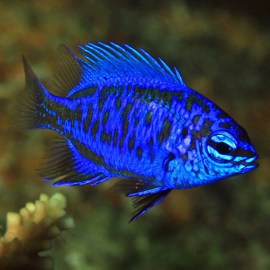 Springeri Damsel