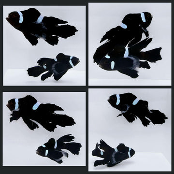 Black Extreme Misbar Roundtail Longfin - BONDED PAIR