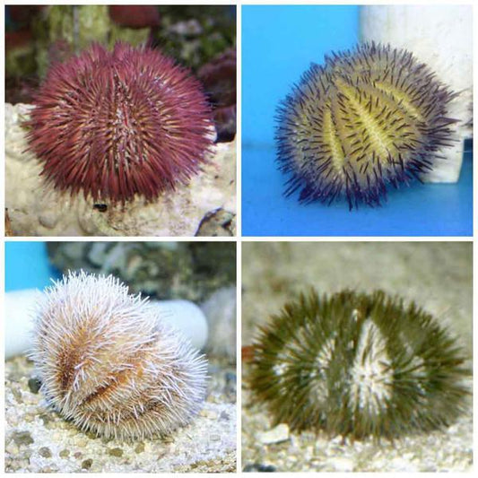 Pin Cushion Urchin