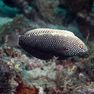 Black Leopard Wrasse