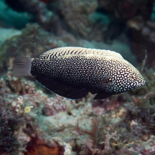 Black Leopard Wrasse