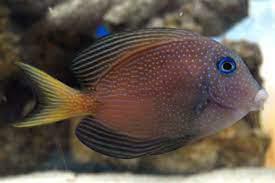 Short Tail Bristletooth Tang