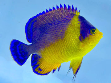 Venustus Angel