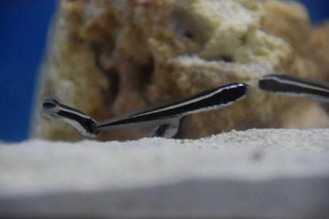 Engineer Goby, Tiny