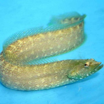 Green Wolf Eel