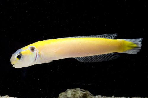 Yellow Tilefish