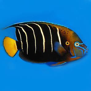 African Chrysurus Angel