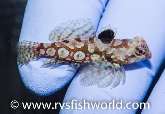 Scorpion Blenny