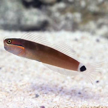 Tailspot Blenny