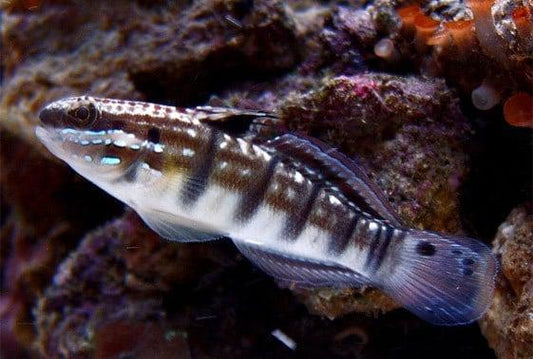 Dragon Sleeper Goby