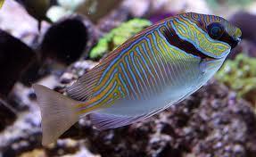 Scribbled Rabbitfish